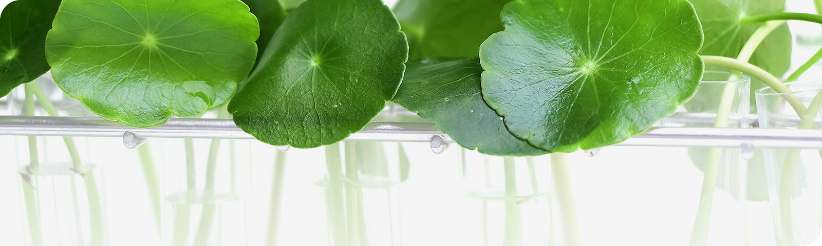 centella_asiatica
