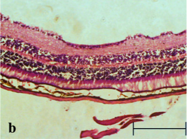 MNU-treated